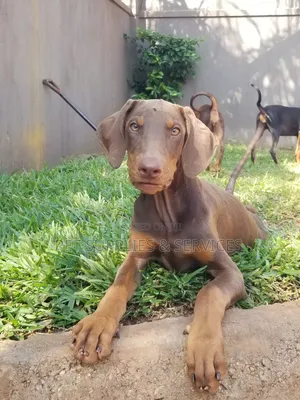 1-3 months Female Purebred Doberman Pinscher