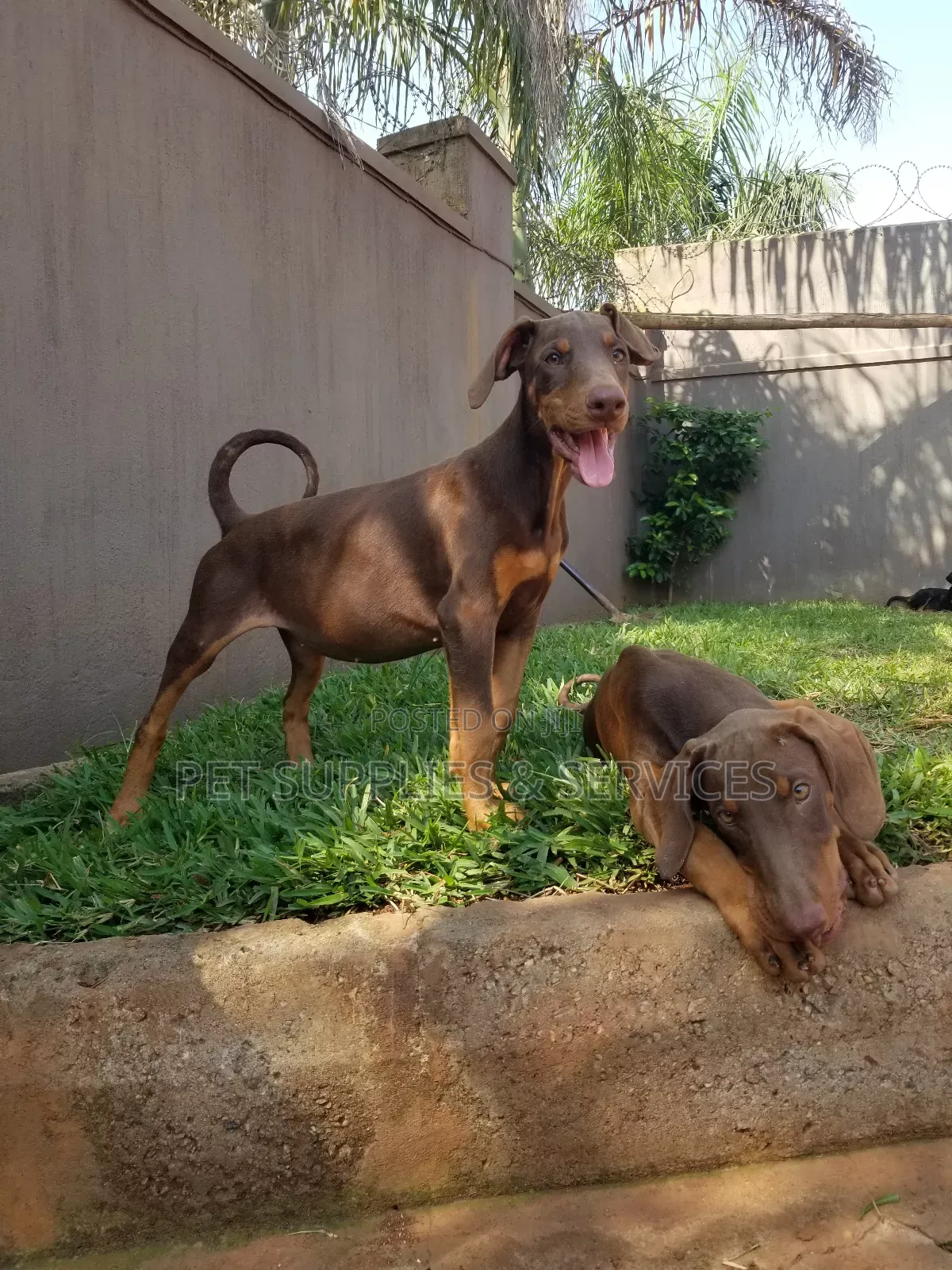 1-3 months Female Purebred Doberman Pinscher