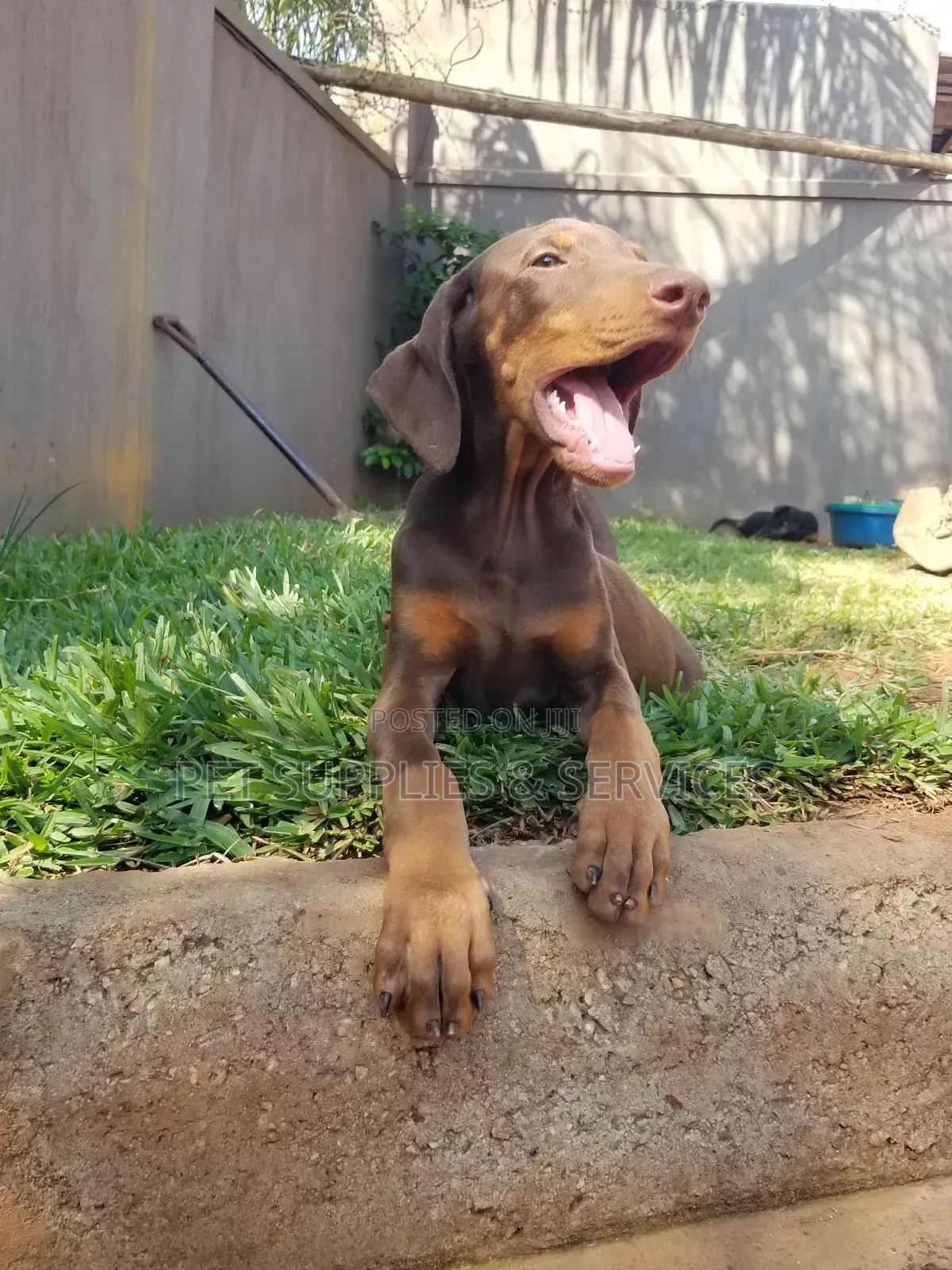 1-3 months Female Purebred Doberman Pinscher