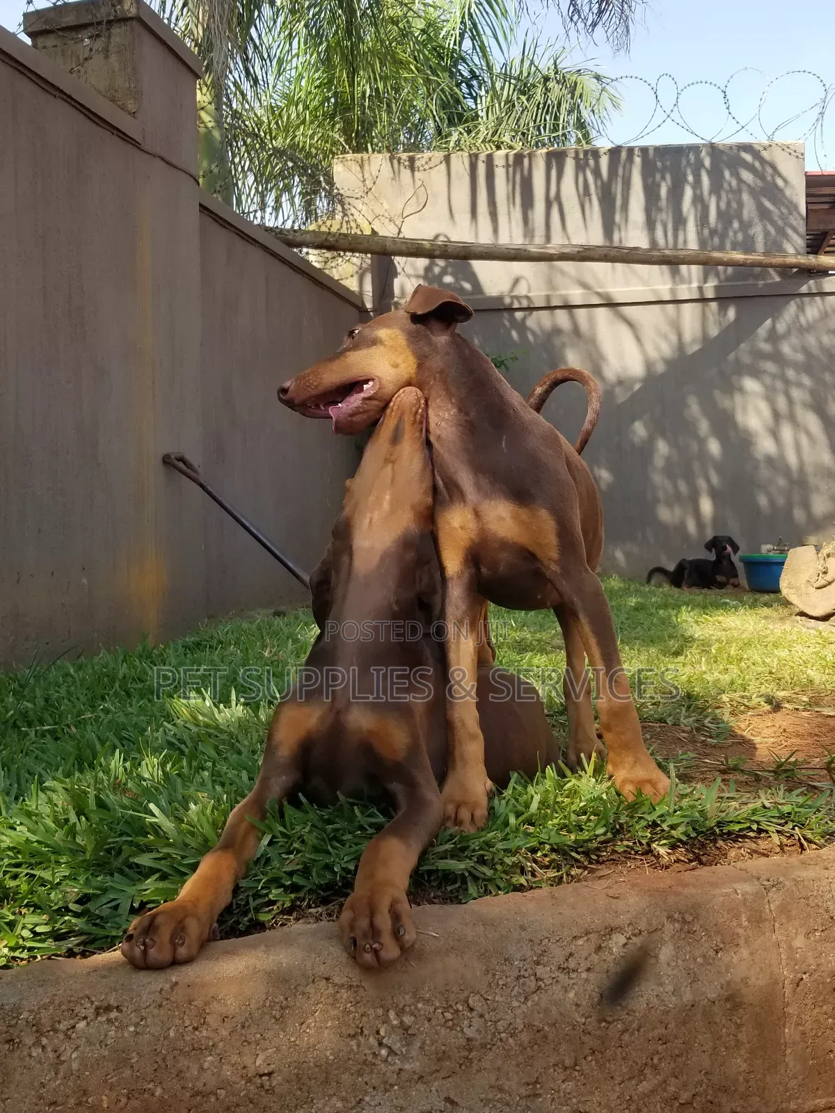 1-3 months Female Purebred Doberman Pinscher