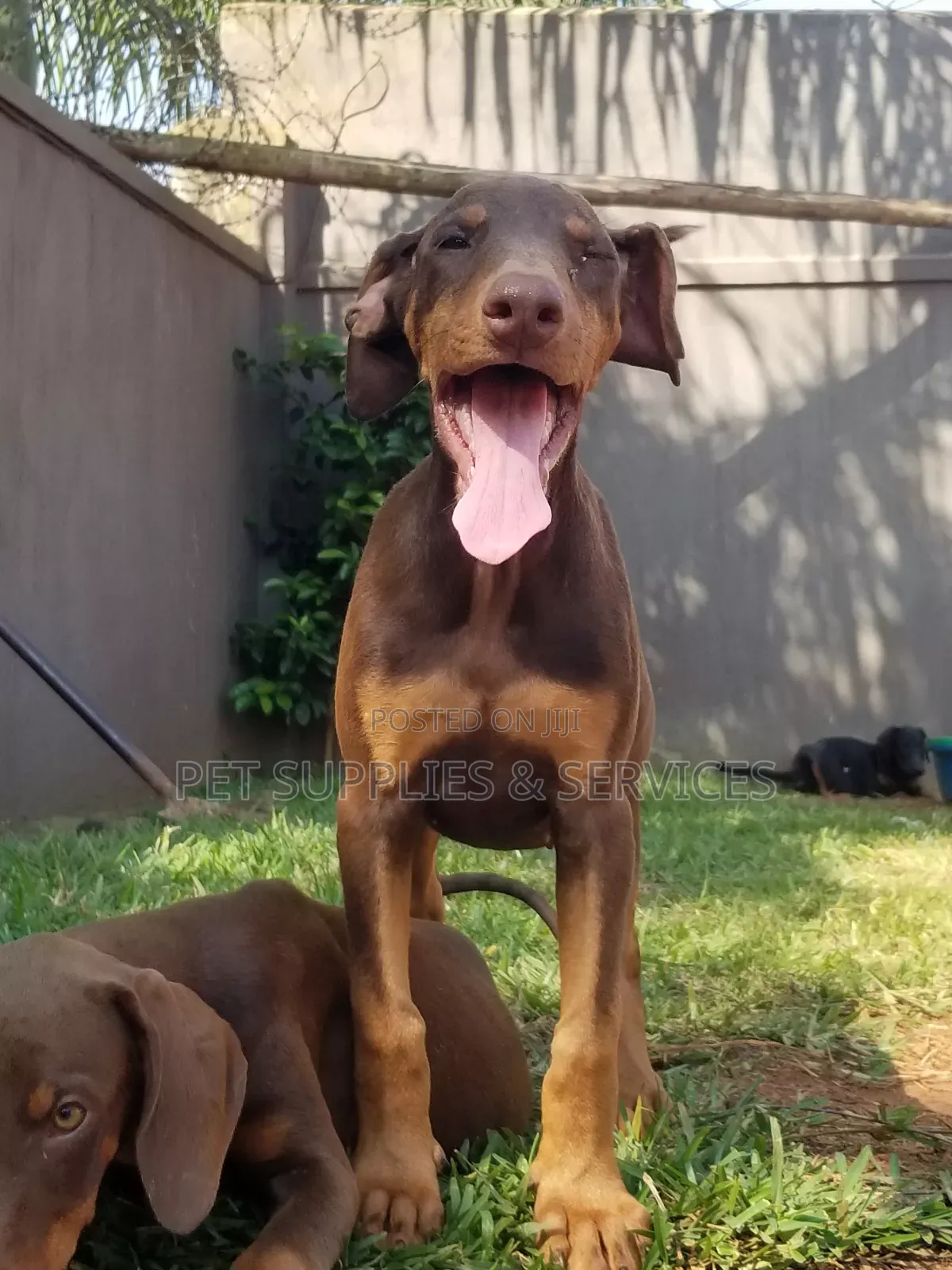 1-3 months Female Purebred Doberman Pinscher