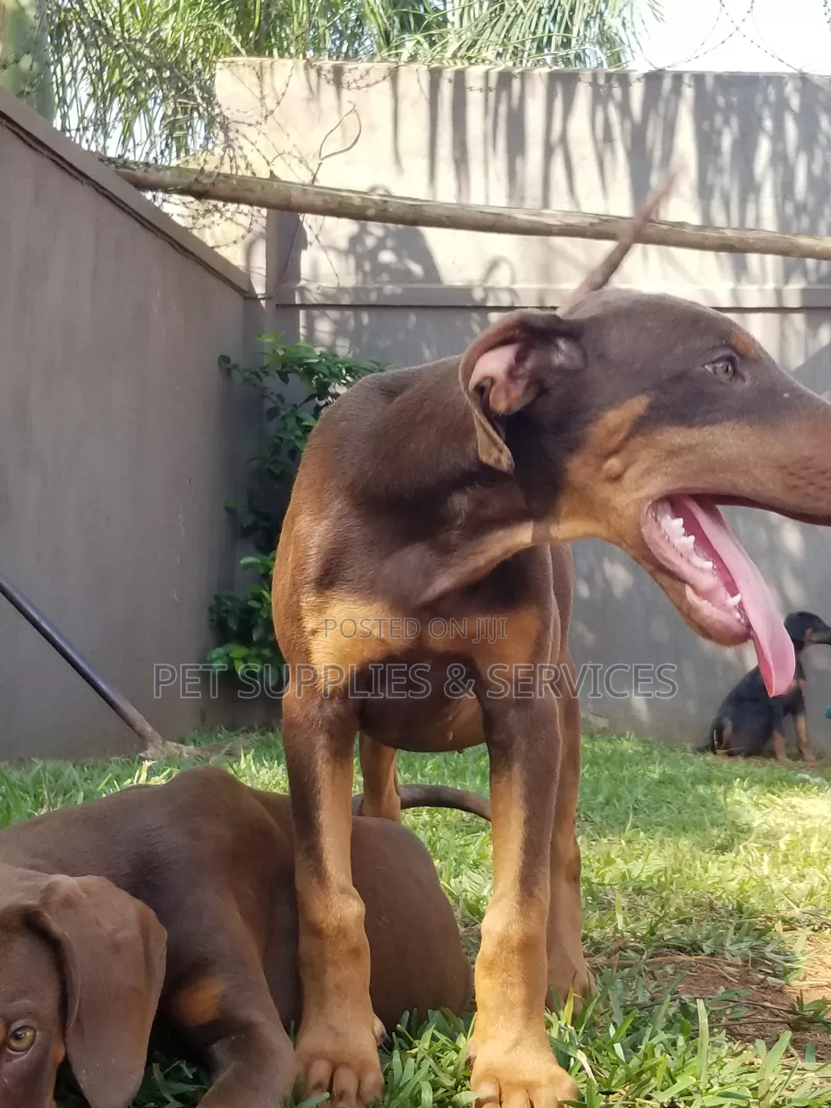 1-3 months Female Purebred Doberman Pinscher