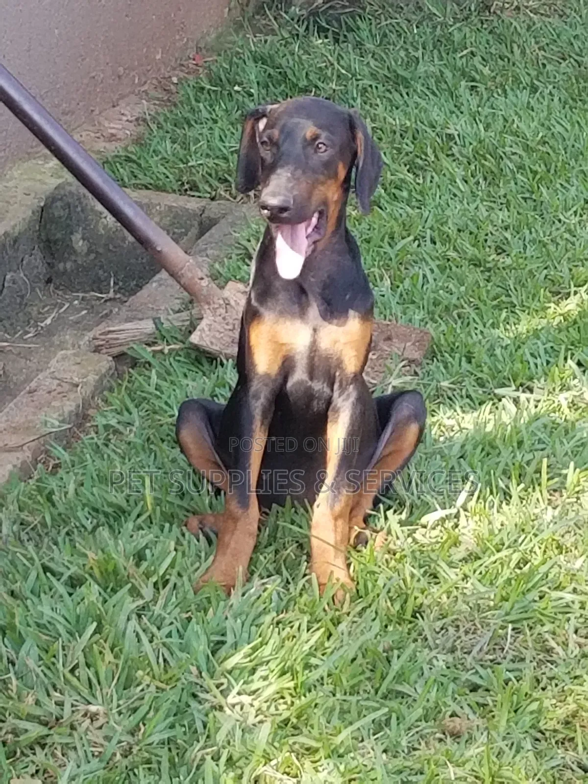 1-3 months Female Purebred Doberman Pinscher