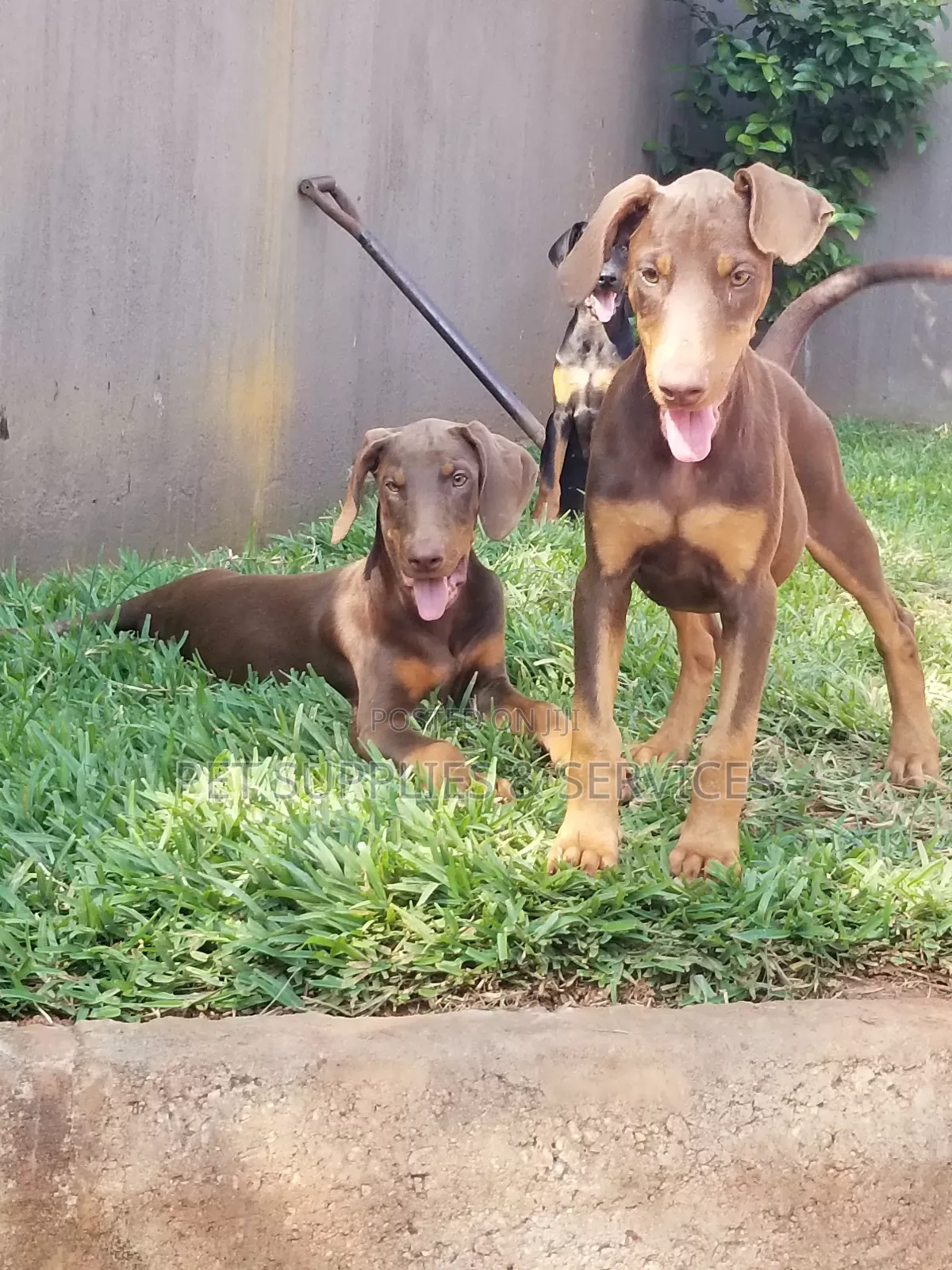 1-3 months Female Purebred Doberman Pinscher