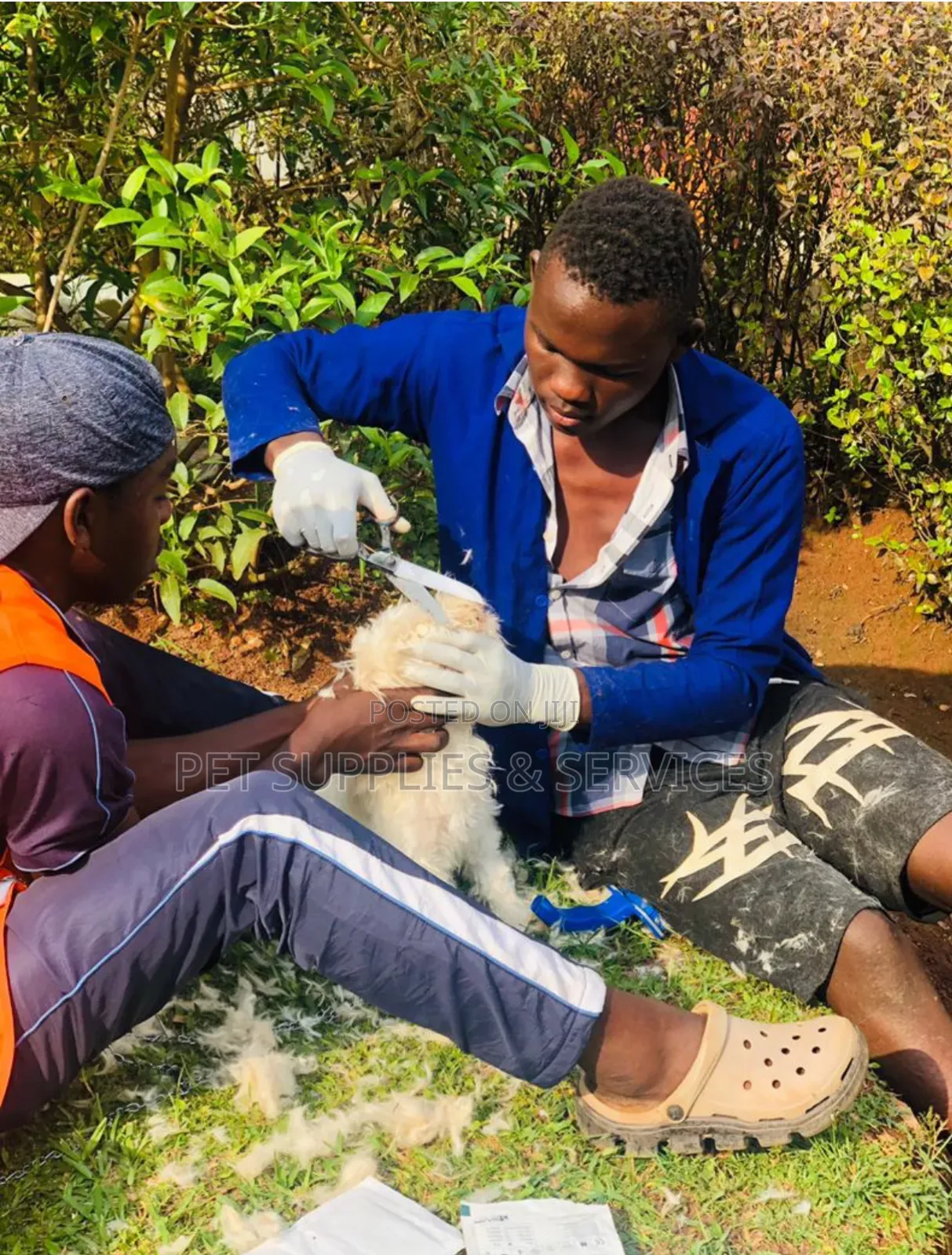 Dog Grooming Services