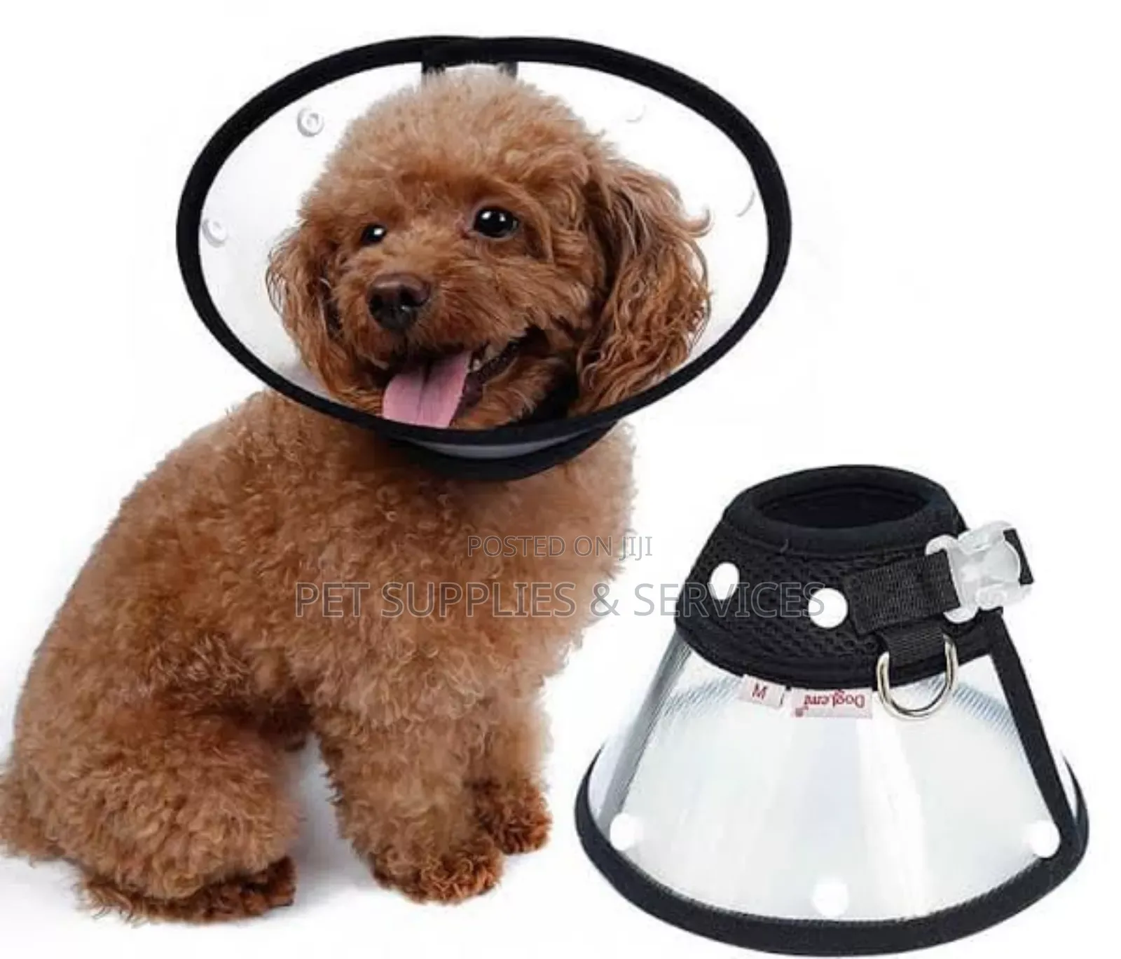 Elizabethan Collar
