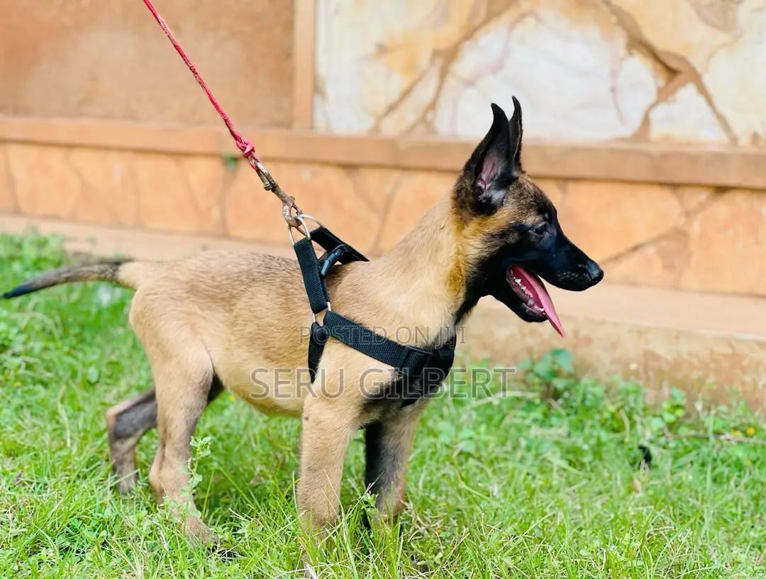 3-6 months Male Purebred Belgian Malinois