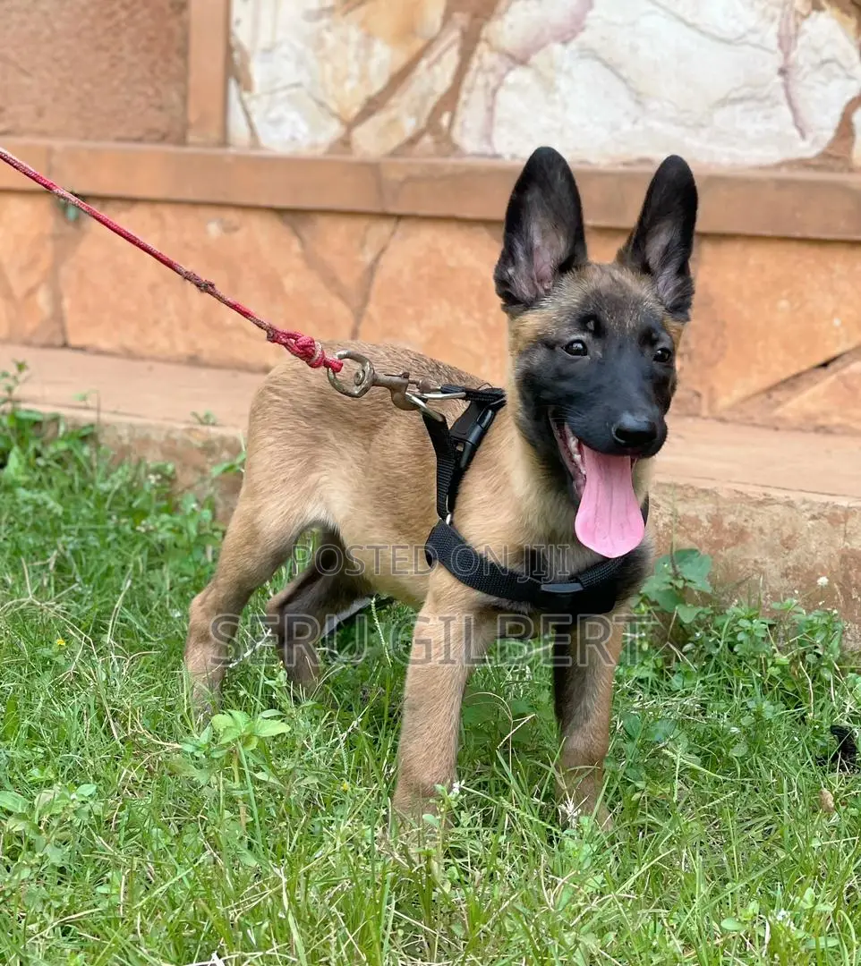1-3 months Male Purebred Belgian Malinois