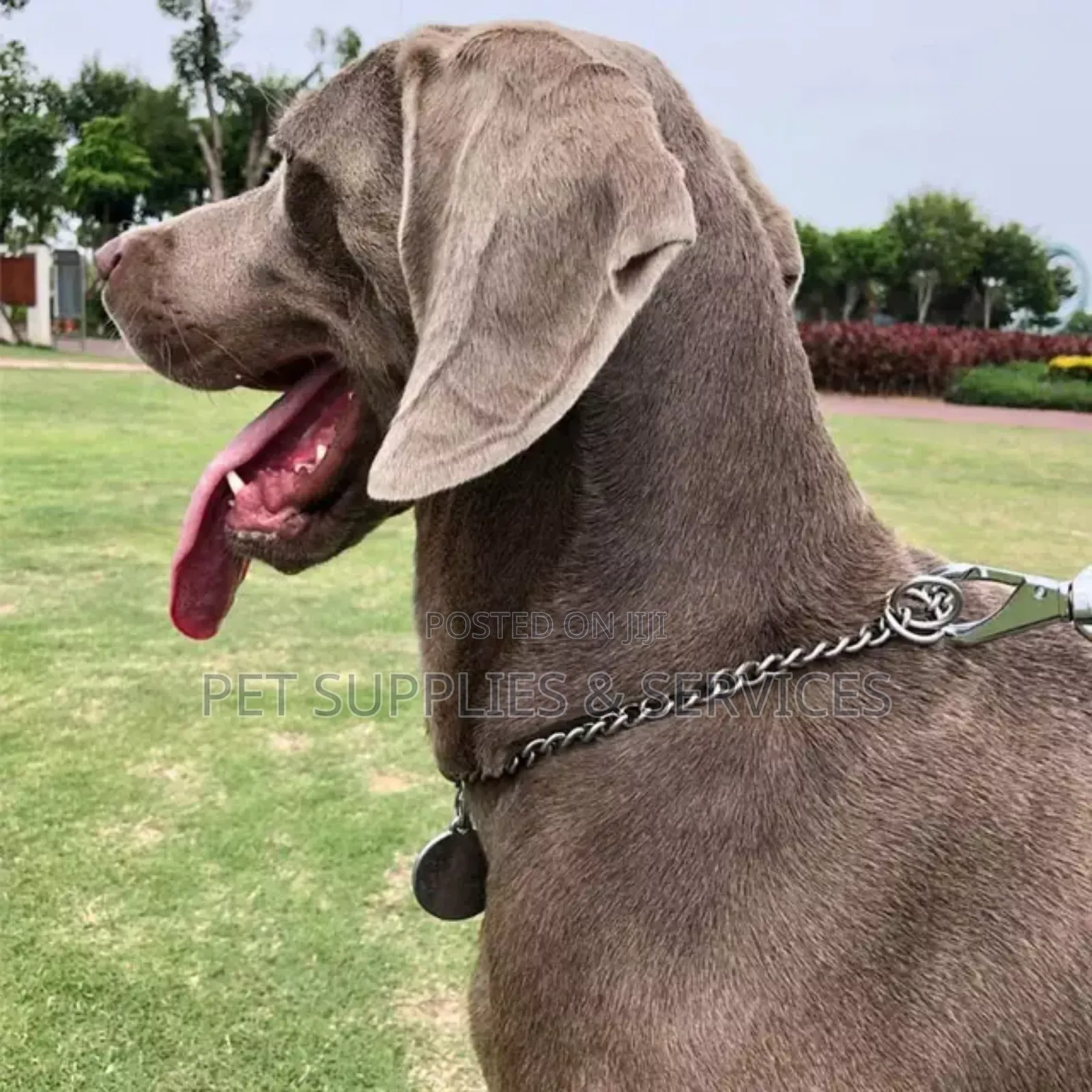 Dog Shock Chain