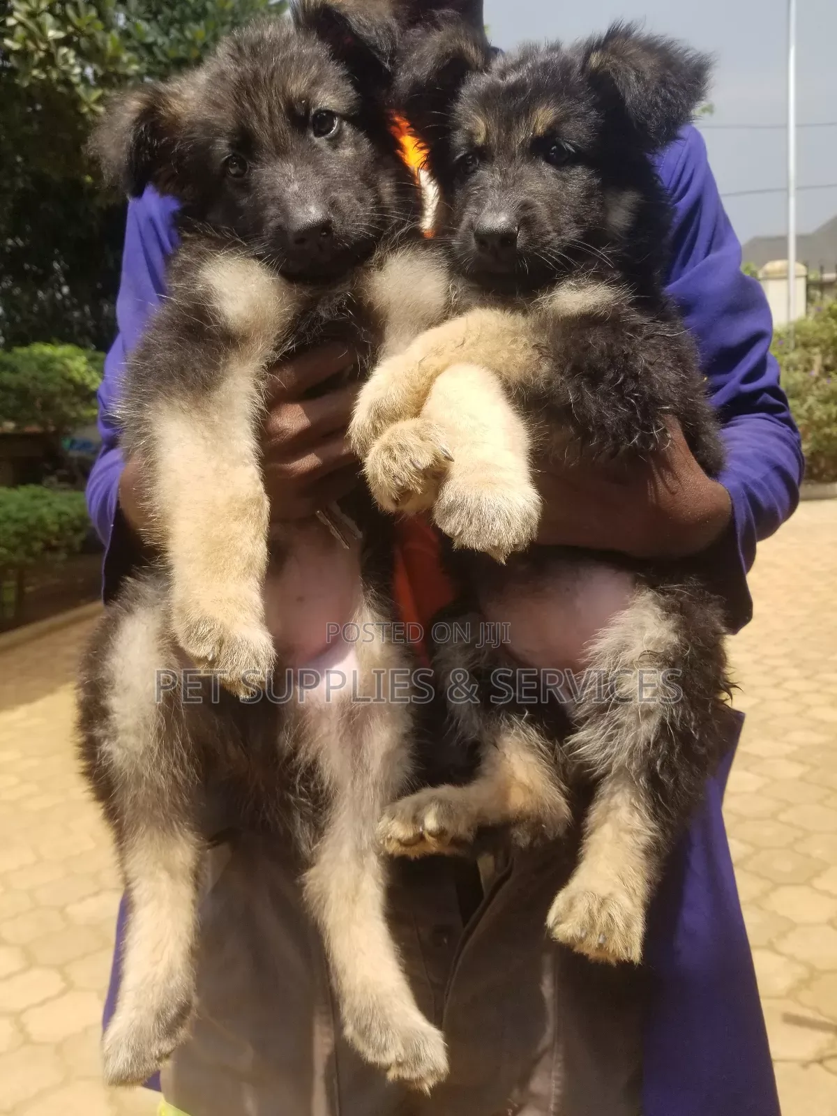 1-3 months Female Purebred German Shepherd