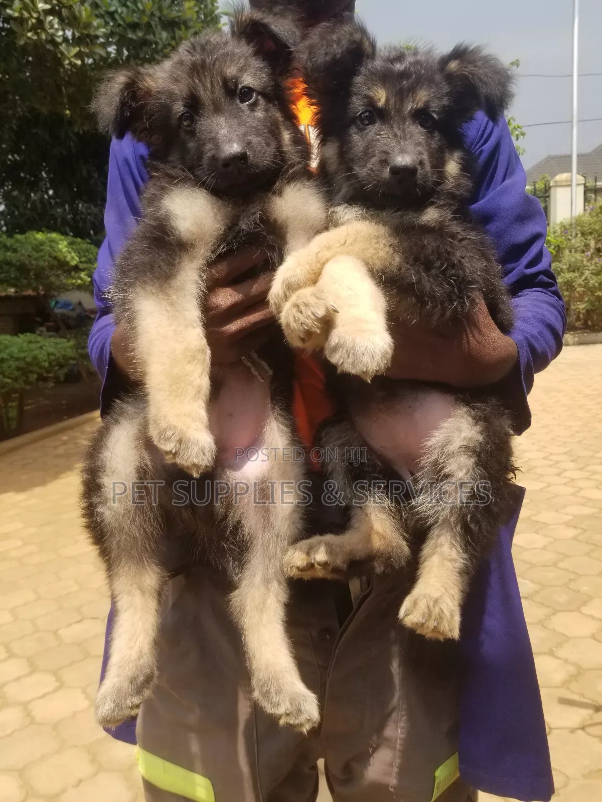 1-3 months Female Purebred German Shepherd