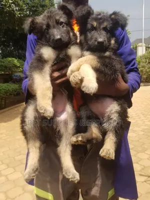 1-3 months Female Purebred German Shepherd