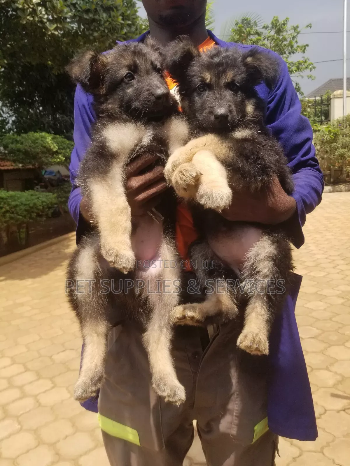 1-3 months Female Purebred German Shepherd