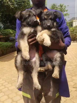 1-3 months Female Purebred German Shepherd