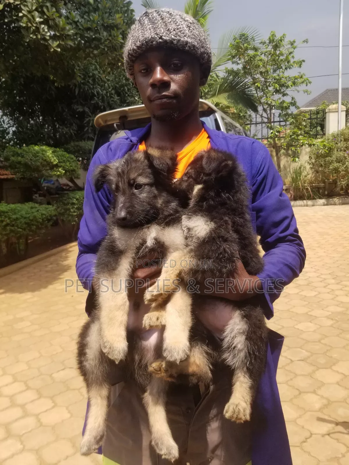 1-3 months Female Purebred German Shepherd
