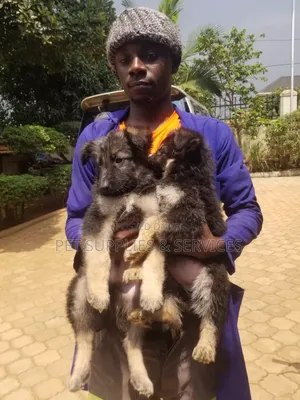 1-3 months Female Purebred German Shepherd