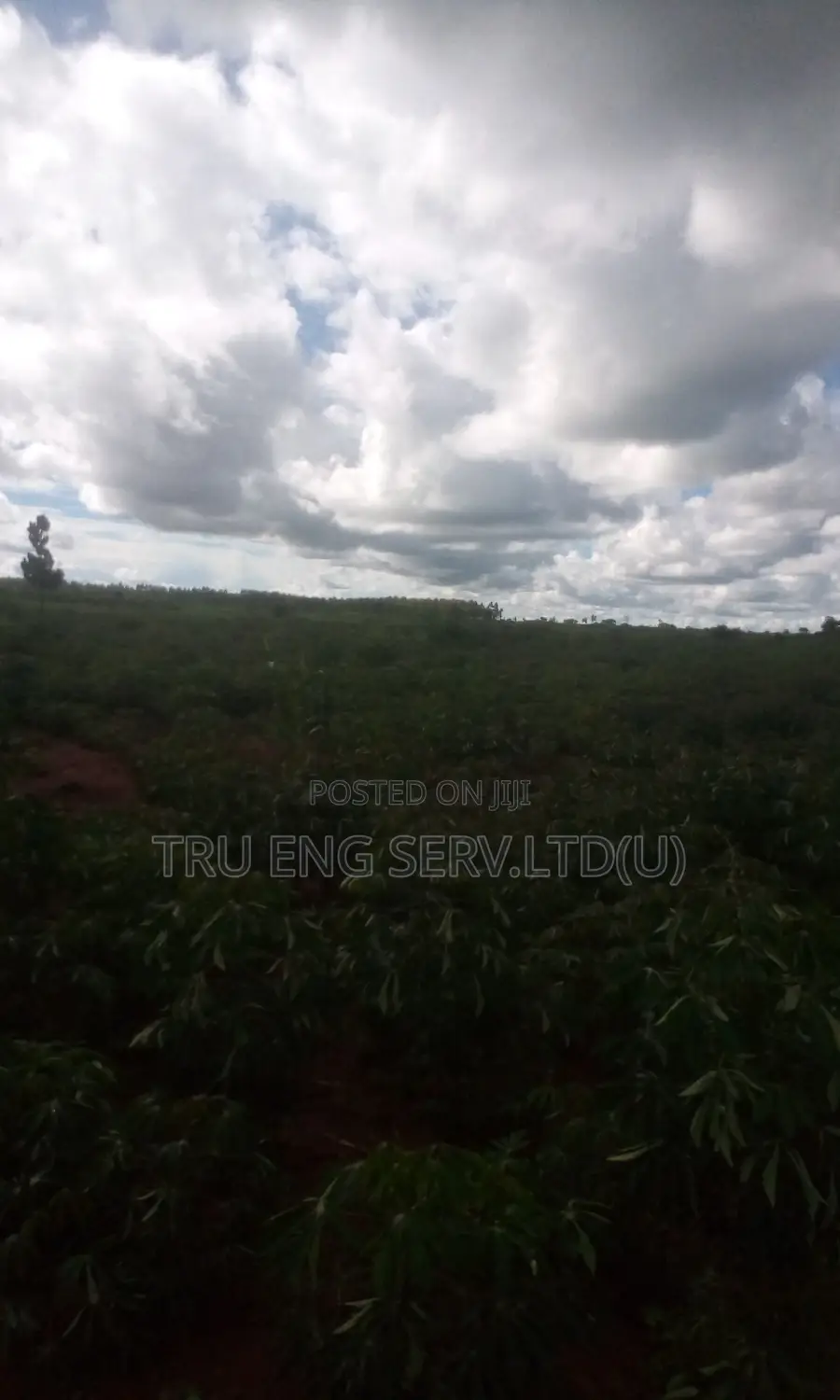 350 Acres for Sale(Titled)