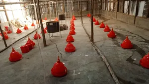 Bell Drinkers