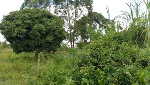 21 Acres of Farmland With Title