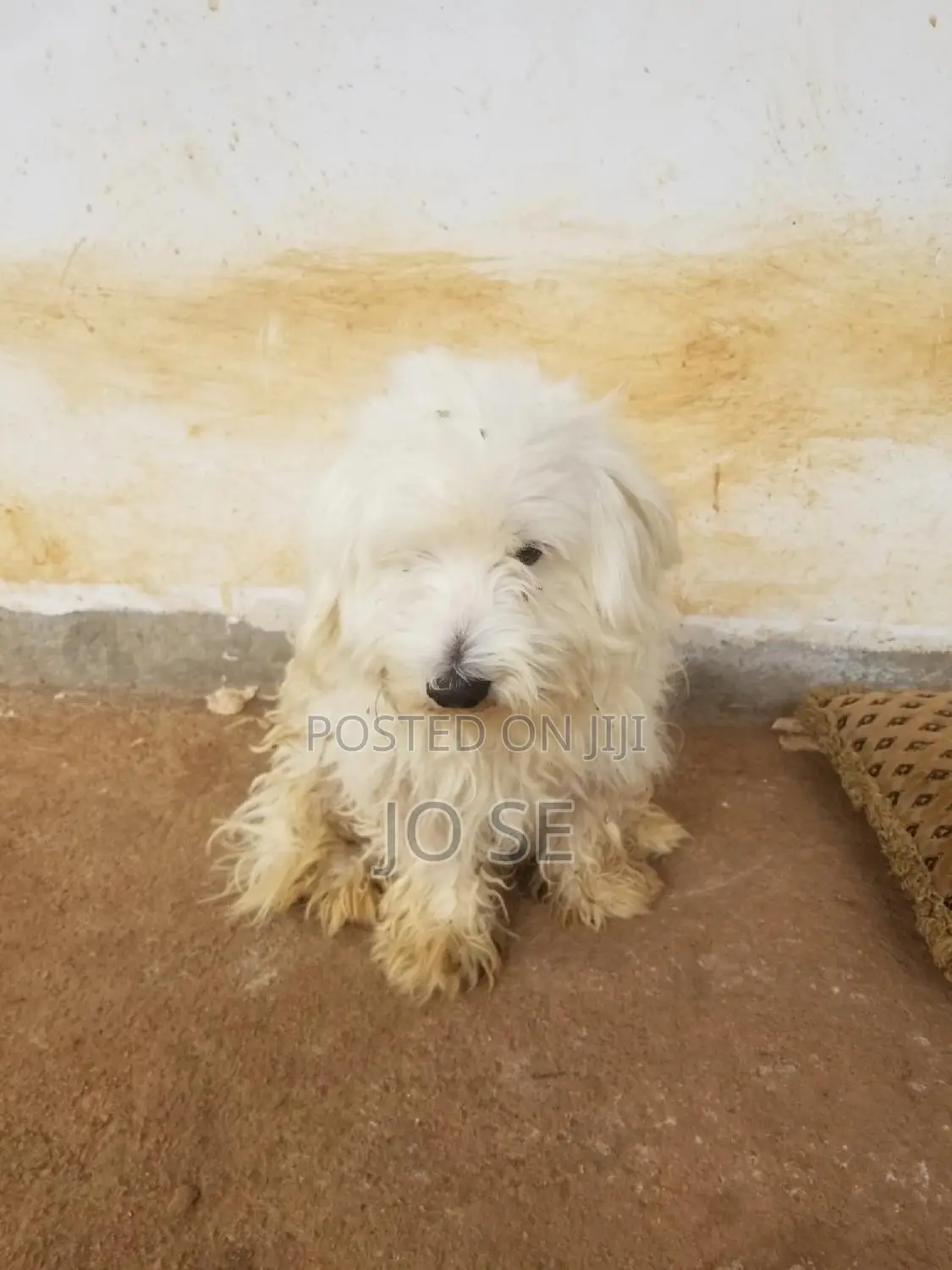 1+ year Male Purebred Maltese
