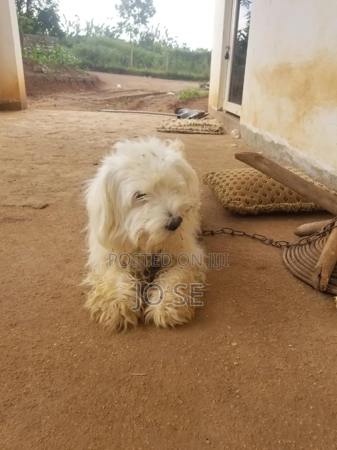 1+ year Male Purebred Maltese