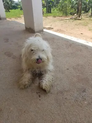 1+ year Male Purebred Maltese
