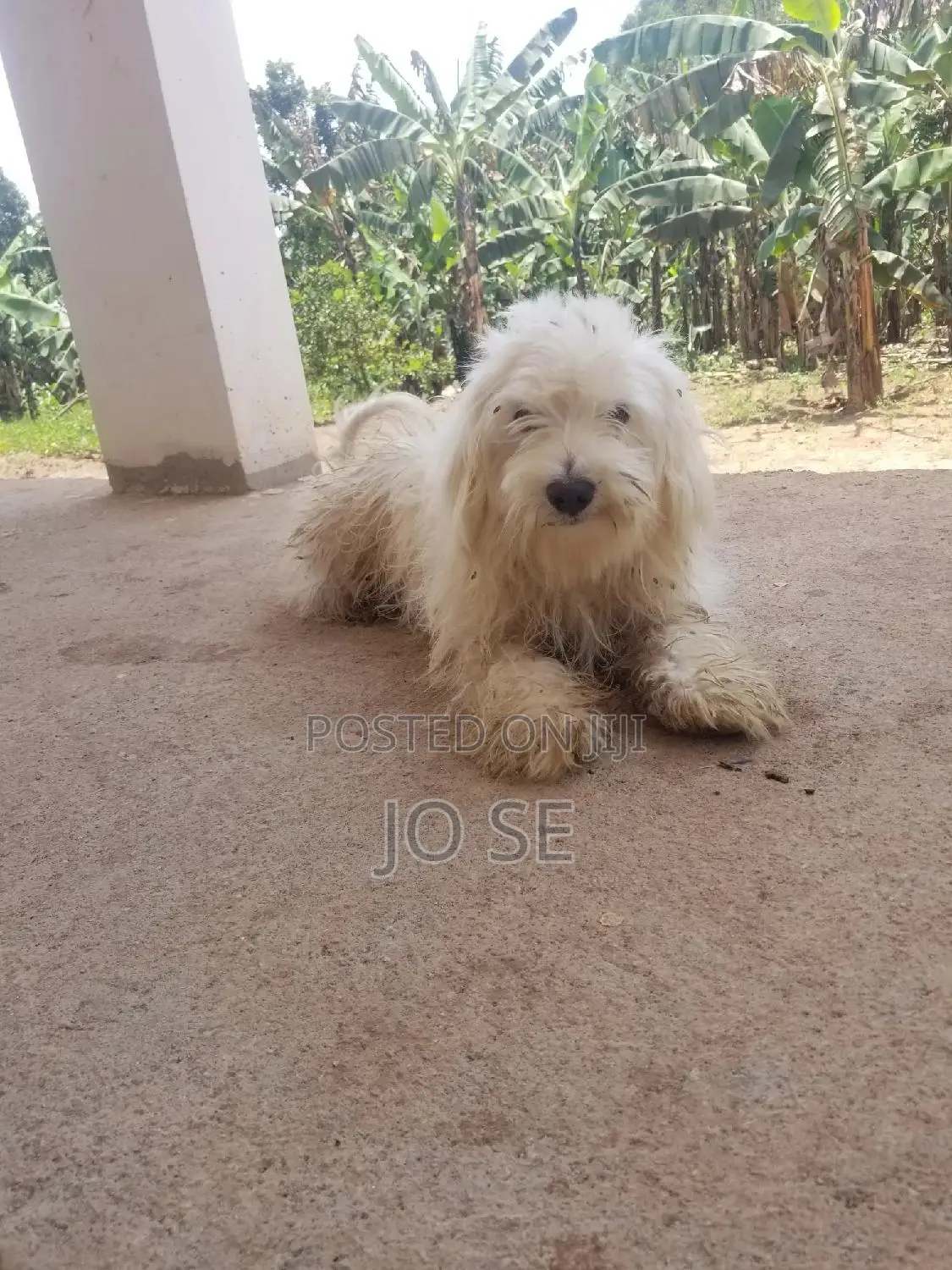 1+ year Male Purebred Maltese