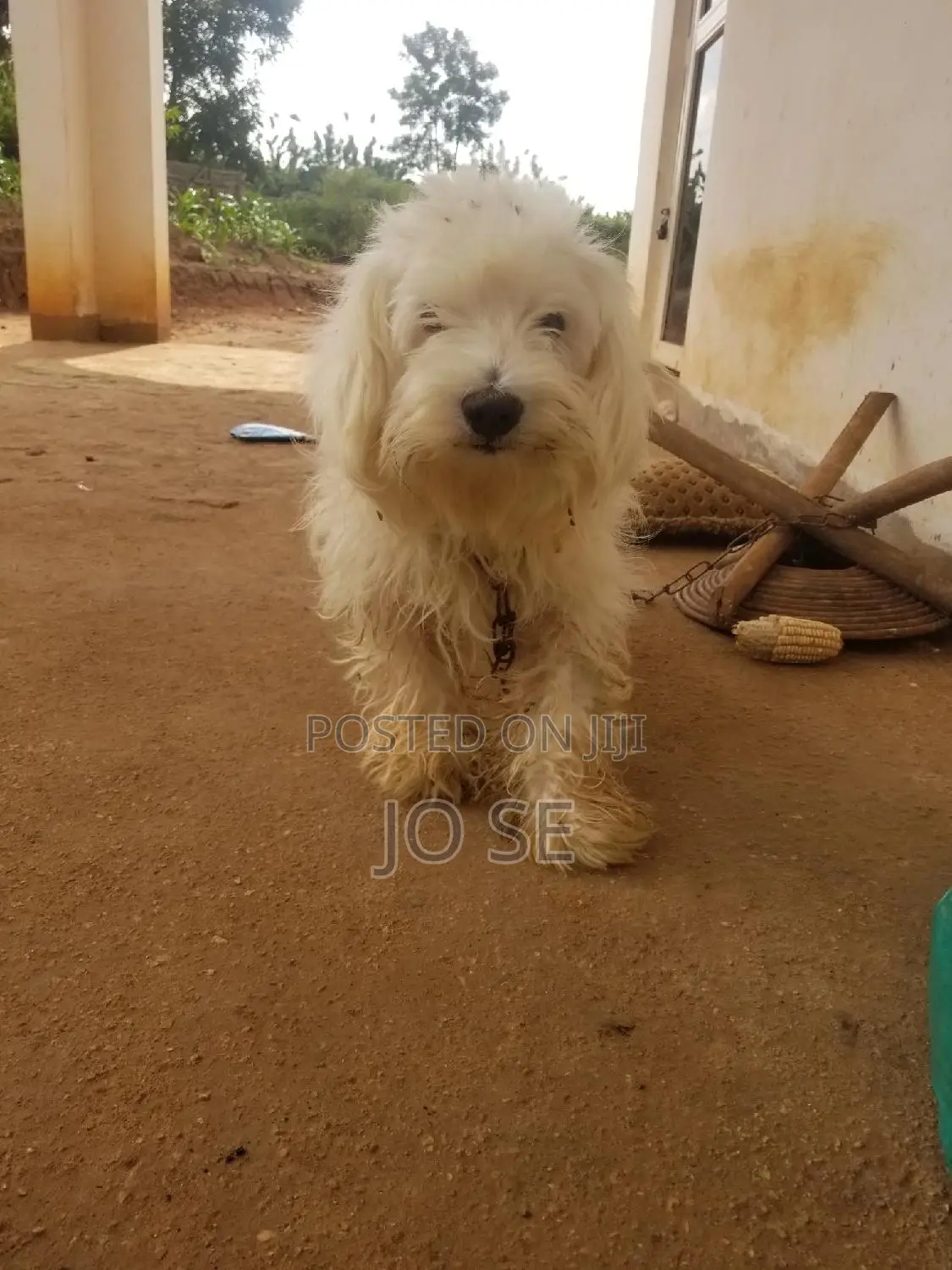 1+ year Male Purebred Maltese