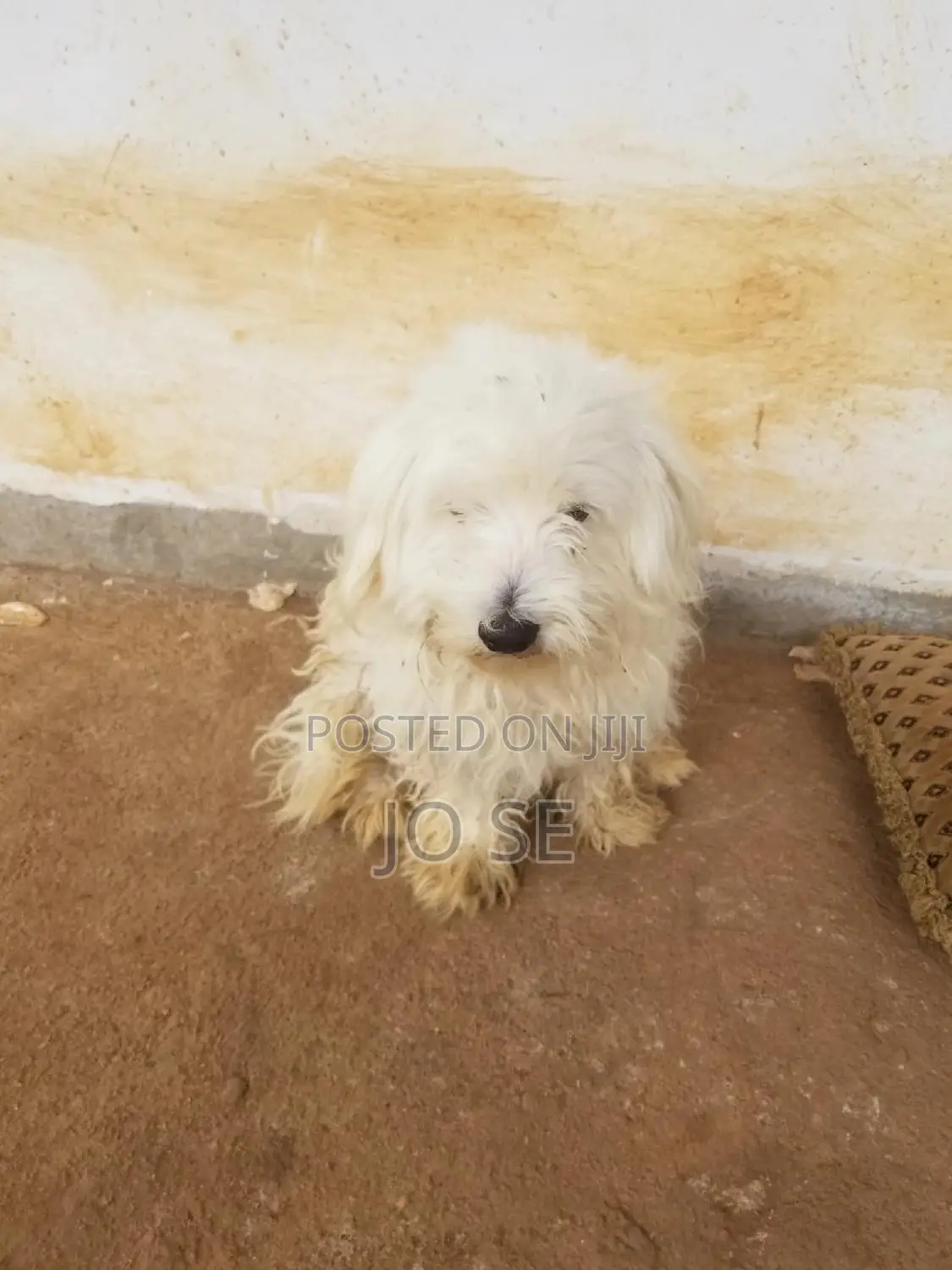1+ year Male Purebred Maltese