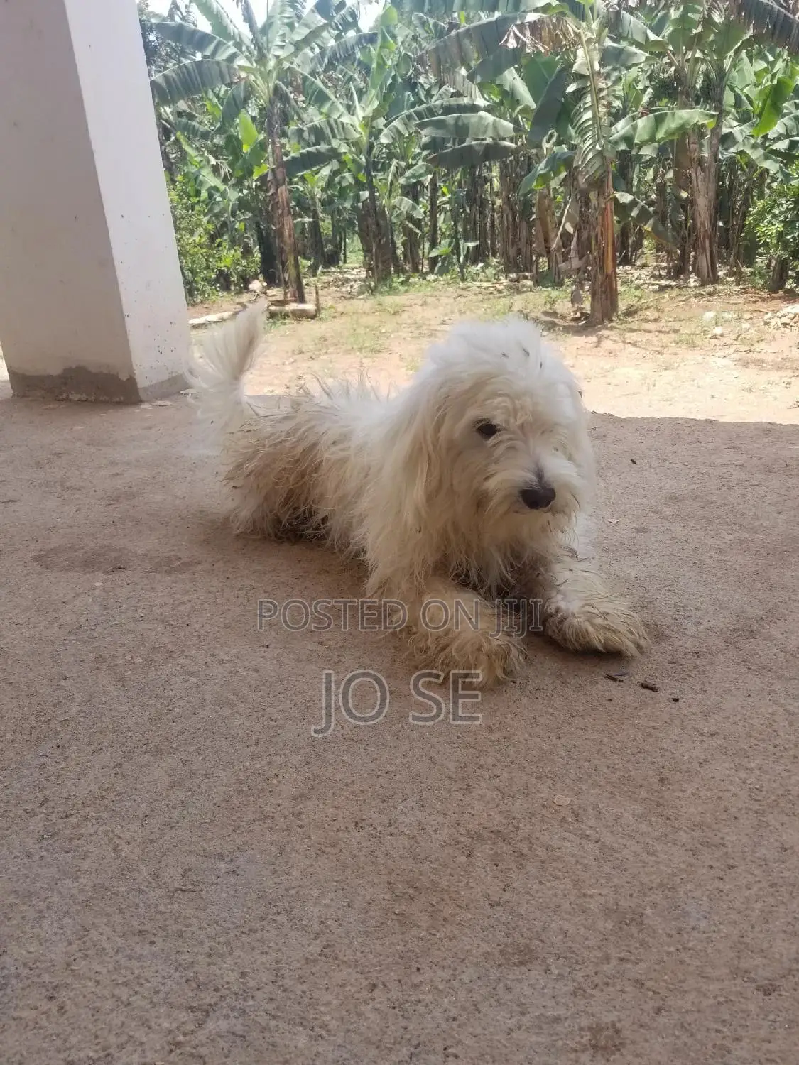 1+ year Male Purebred Maltese