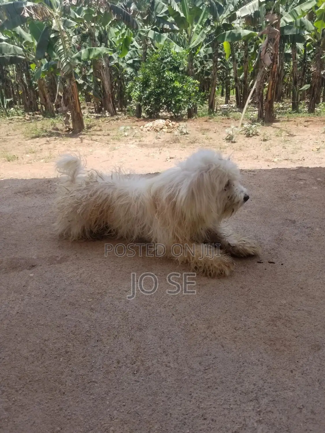 1+ year Male Purebred Maltese