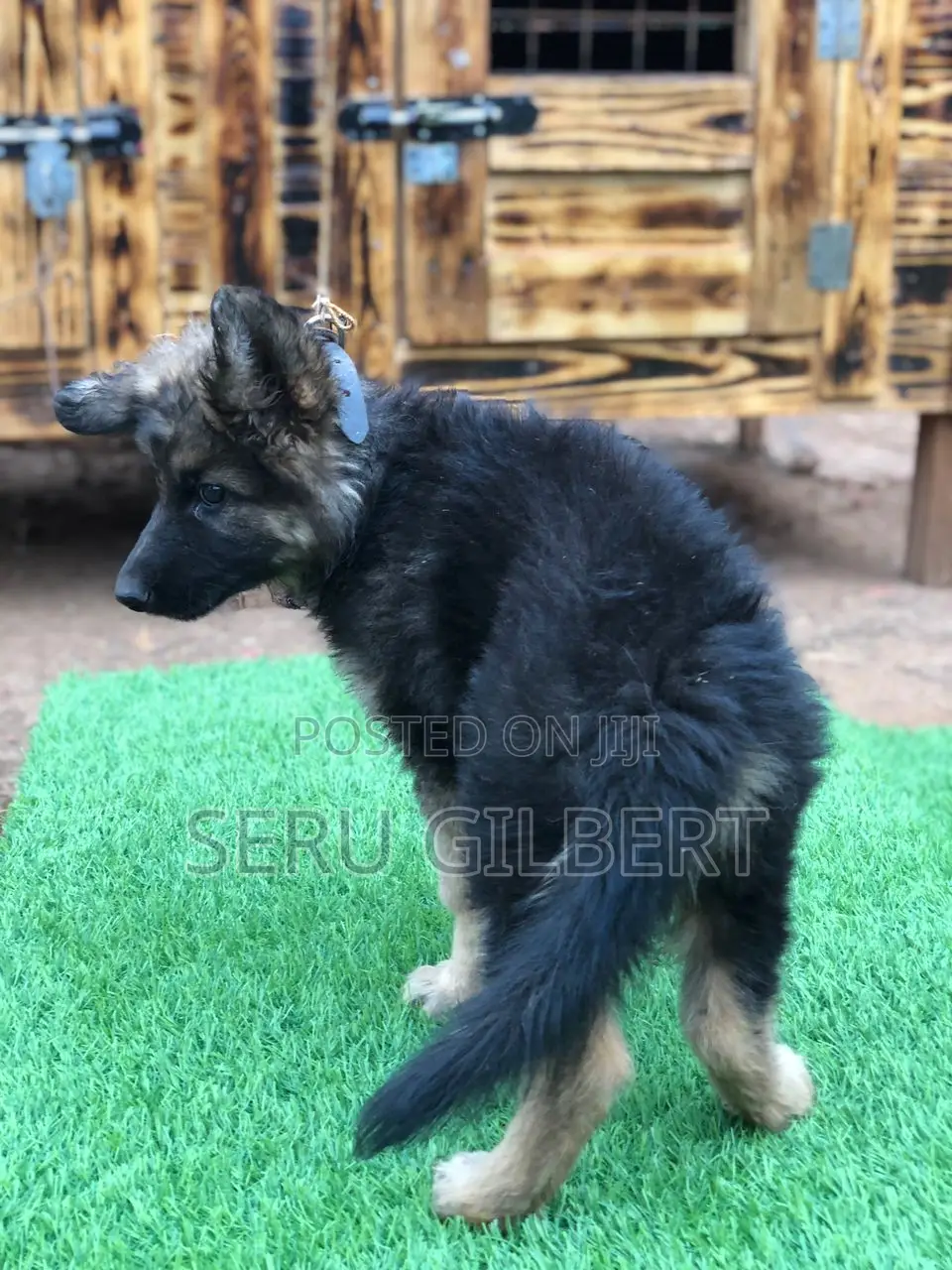 1-3 months Female Purebred German Shepherd