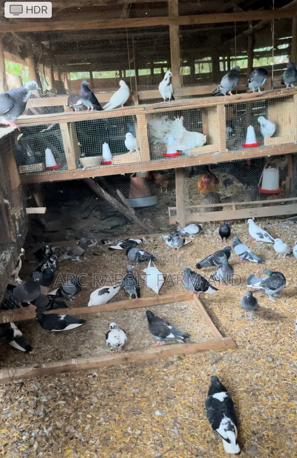 Flash Sale - Pigeon Pairs ( Male And Female)