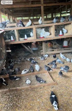 Photo - Flash Sale - Pigeon Pairs ( Male And Female)