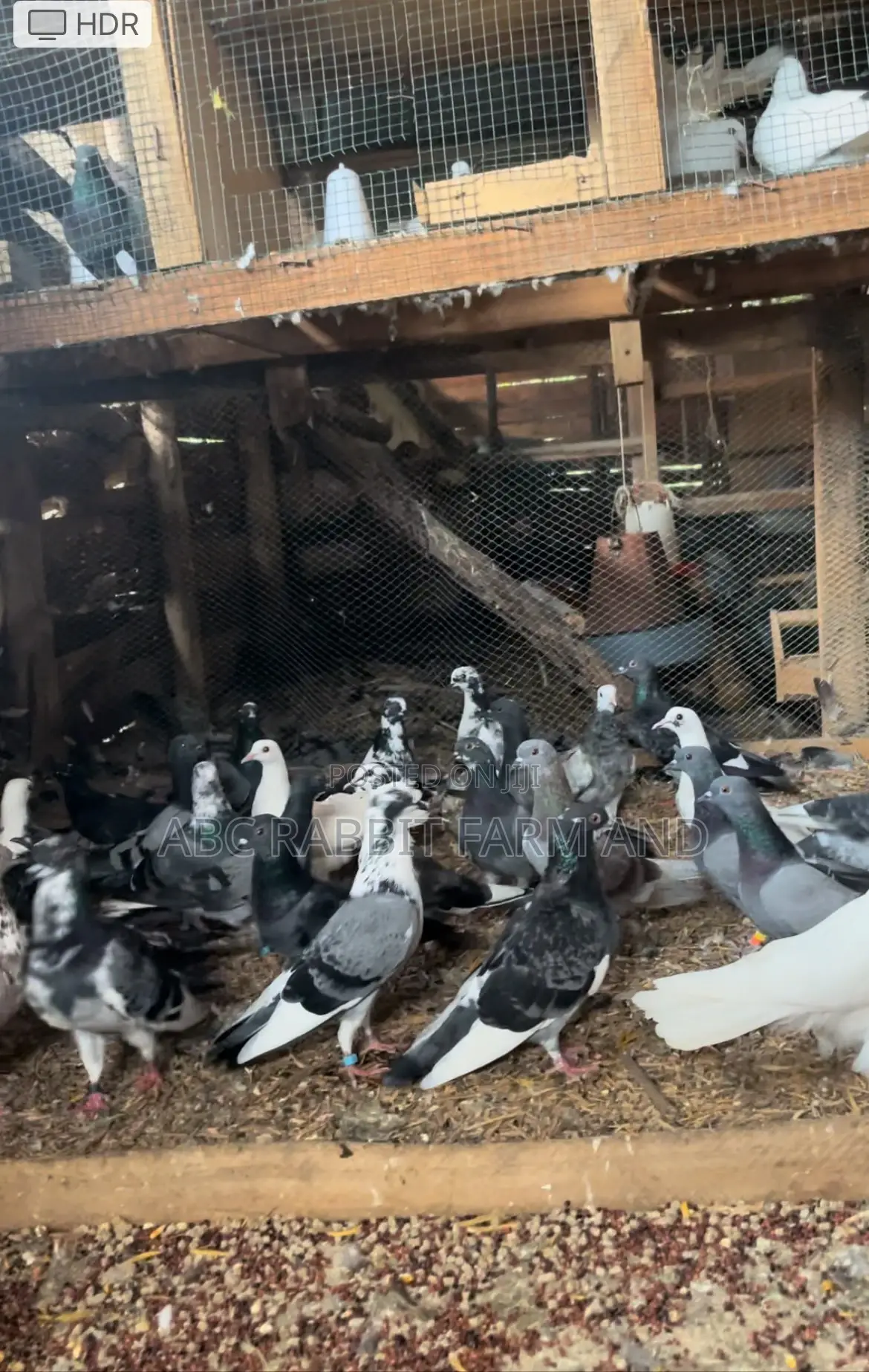 Flash Sale - Pigeon Pairs ( Male And Female)