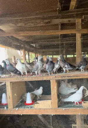 Flash Sale - Pigeon Pairs ( Male And Female)