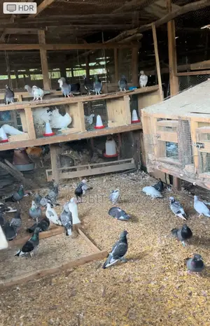 Flash Sale - Pigeon Pairs ( Male And Female)
