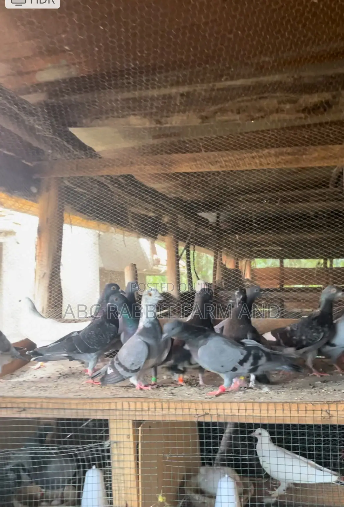 Flash Sale - Pigeon Pairs ( Male And Female)