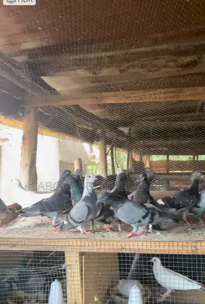 Flash Sale - Pigeon Pairs ( Male And Female)
