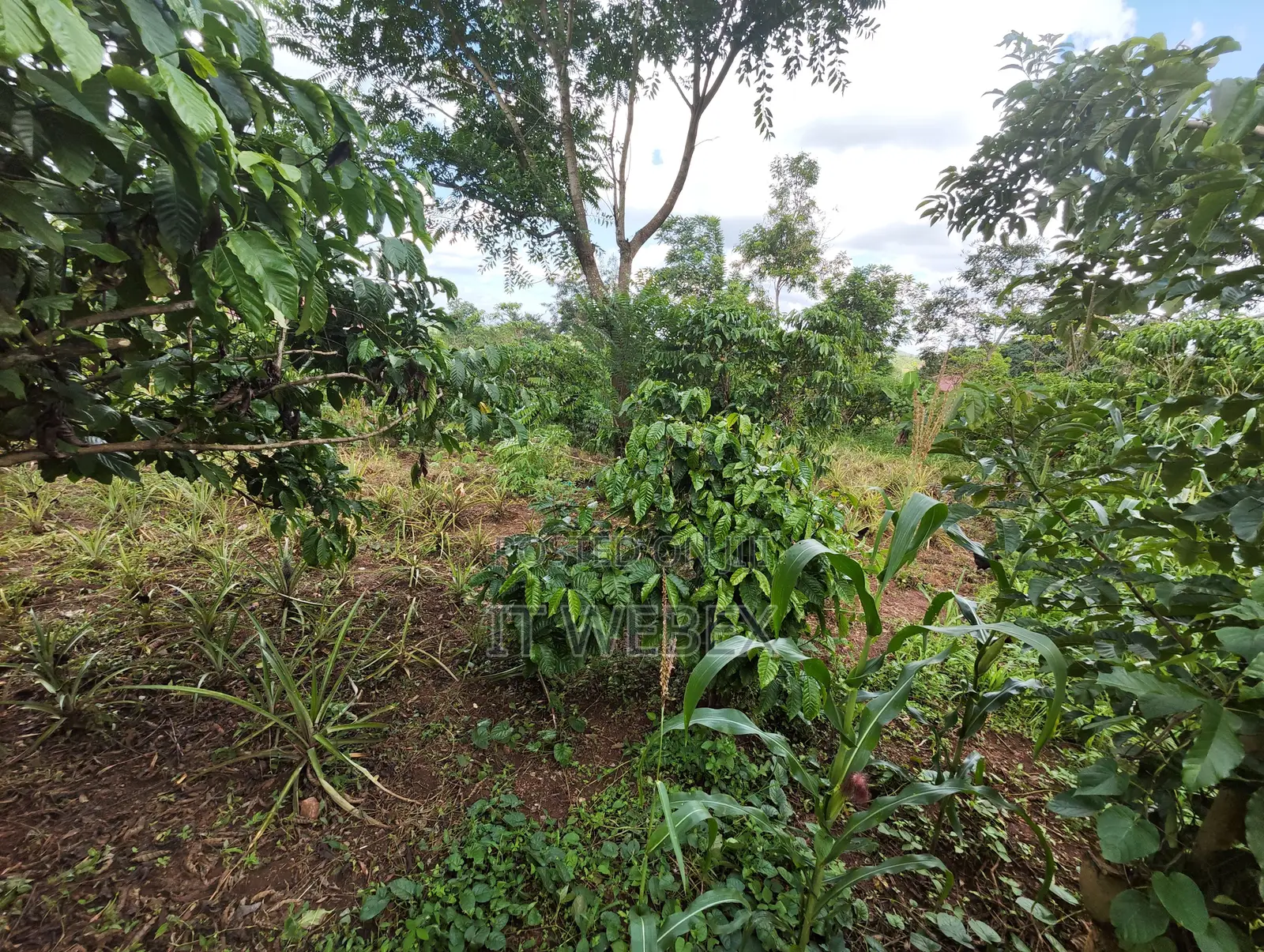 Titled Land a House. Good for Residential, Farming, Business