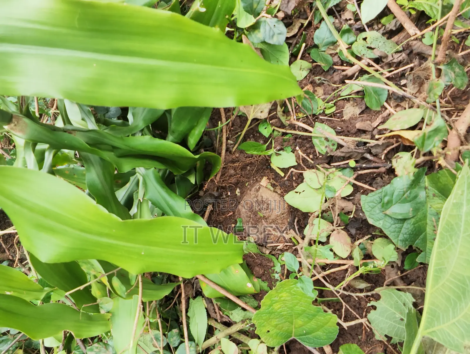 Titled Land a House. Good for Residential, Farming, Business
