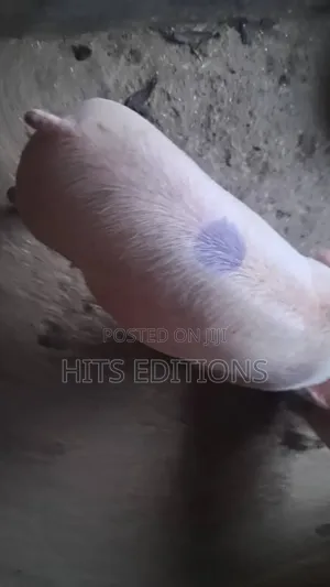 Combrough Piglets
