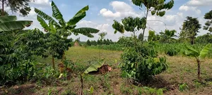 Land Renting