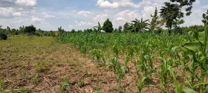 Land Renting