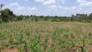 Farmand for Sale