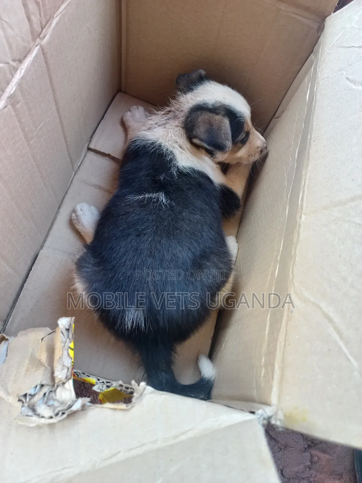 1-3 months Female Mixed Breed German Shepherd