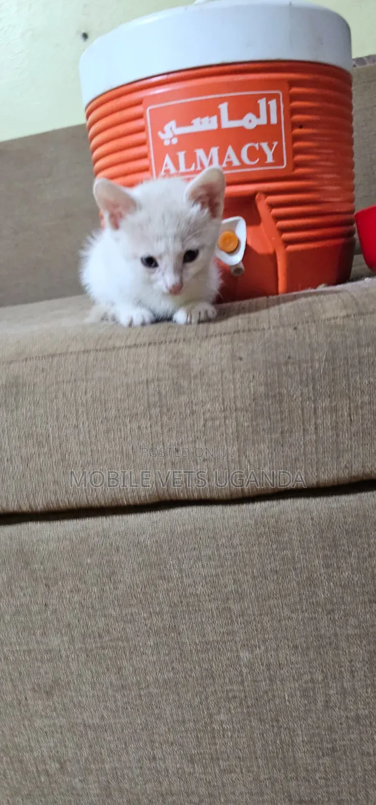 1-3 months Female Purebred American Bobtail