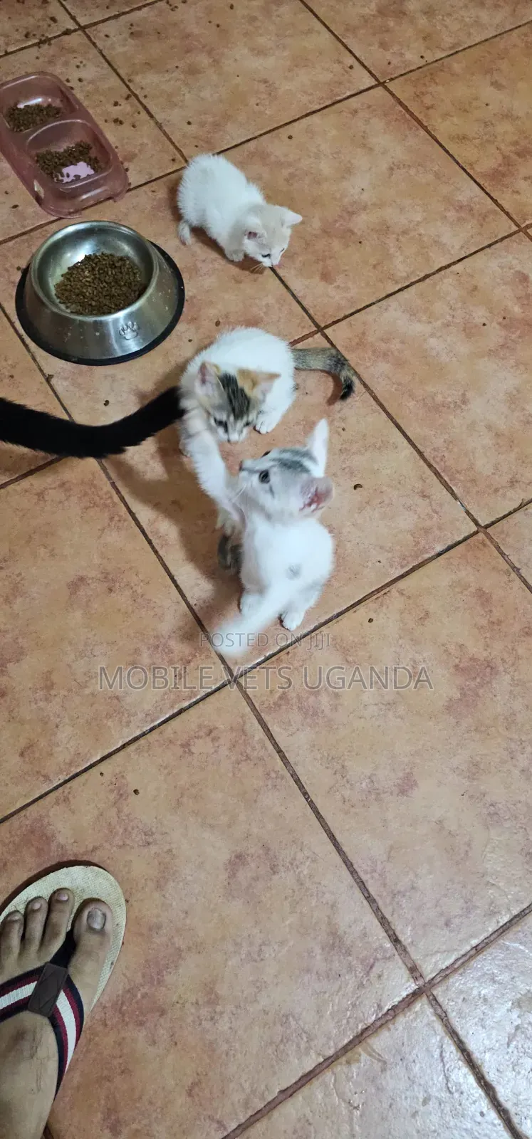 1-3 months Female Purebred American Shorthair