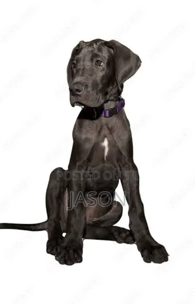 3-6 months Male Purebred Great Dane