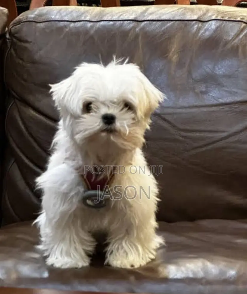 1-3 months Female Purebred Maltese